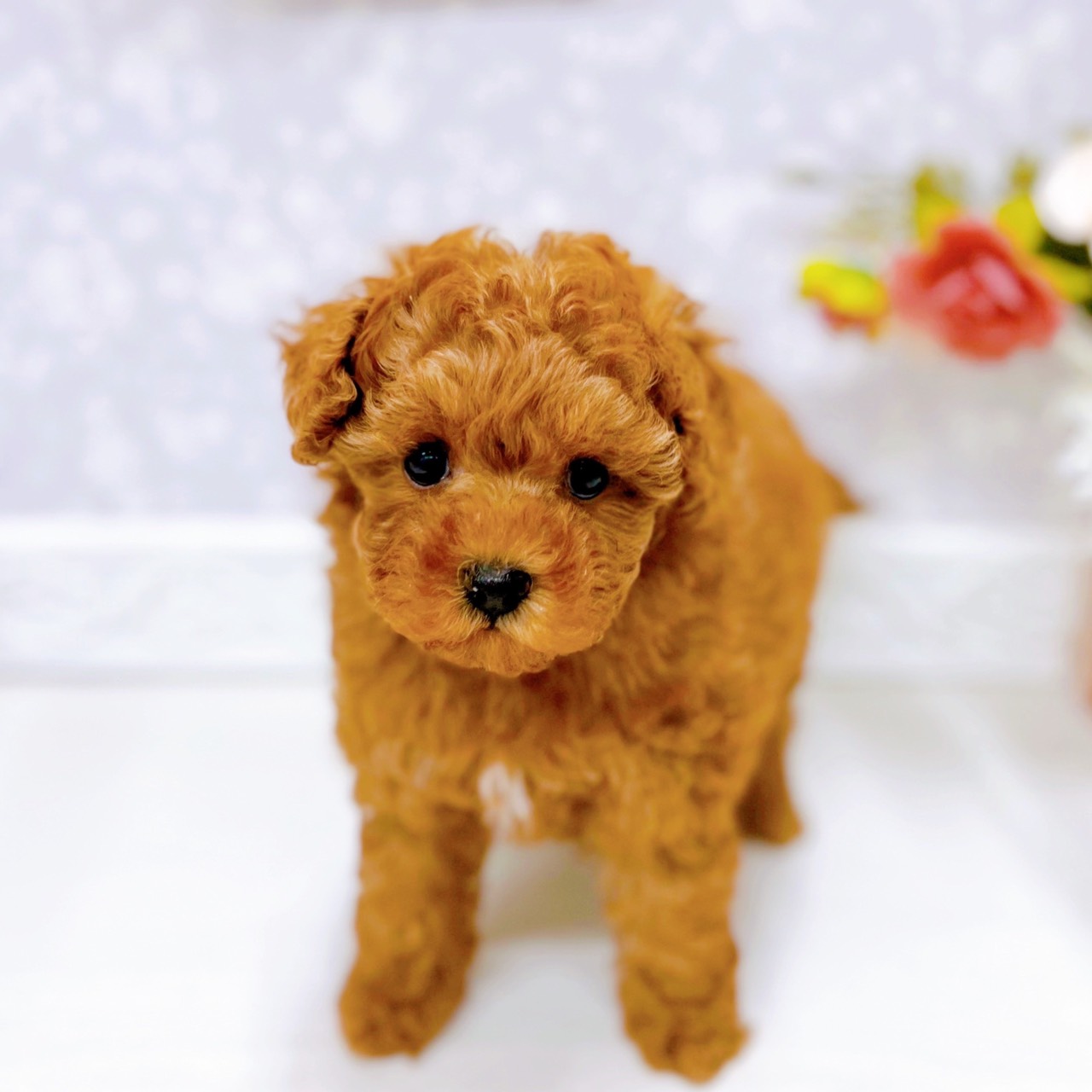 富山県のトイプードル(トイ) (犬の家＆猫の里アミーゴ山室店/2025年10月24日生まれ/女の子/レッドフォーン)の子犬の4枚目の画像