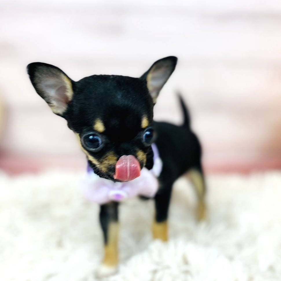 兵庫県のチワワ(スムース) (犬の家＆猫の里川西店/2025年10月24日生まれ/女の子/ブラックタンホワイト)の子犬の4枚目の画像