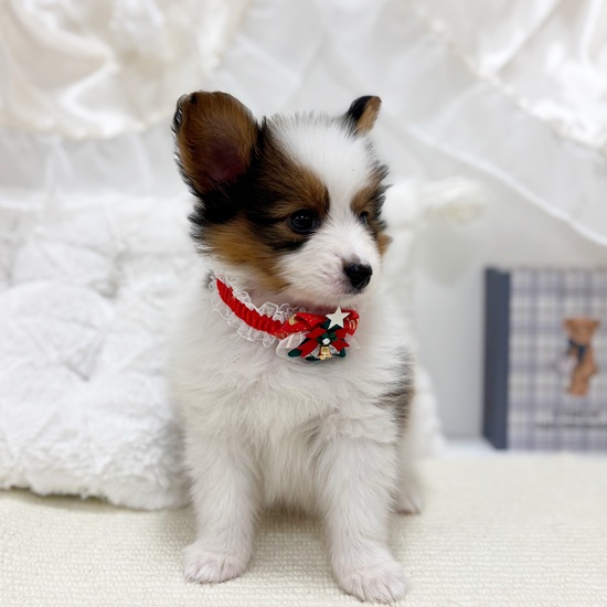 岐阜県のパピヨン (犬の家＆猫の里カラフルタウン岐阜店/2025年10月24日生まれ/男の子/ホワイトブラウン)の子犬の4枚目の画像