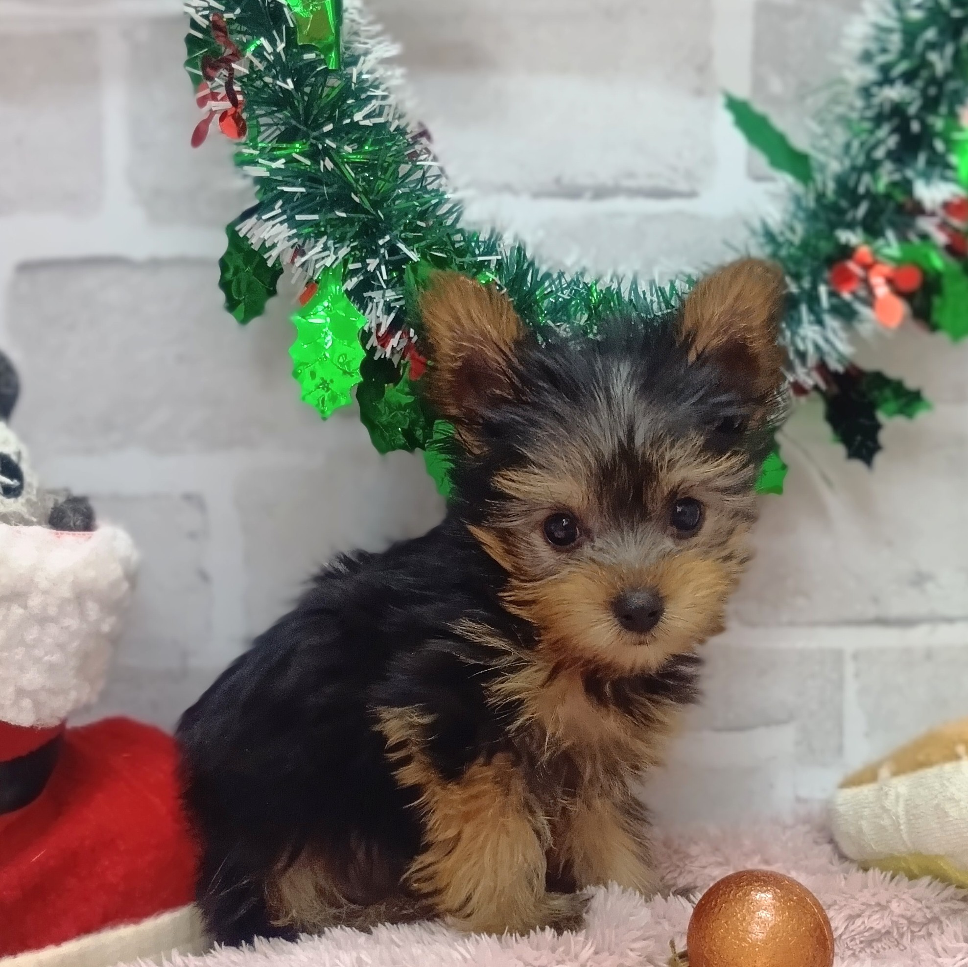 静岡県のヨークシャーテリア (犬の家＆猫の里プレ葉ウォーク浜北店/2025年10月24日生まれ/女の子/スチールブルータン)の子犬の4枚目の画像