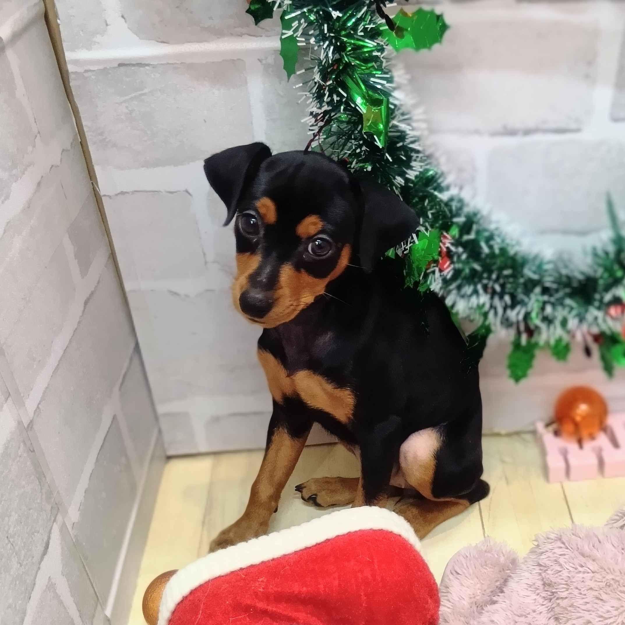 静岡県のミニチュアピンシャー (犬の家＆猫の里プレ葉ウォーク浜北店/2025年10月25日生まれ/女の子/ブラックタン)の子犬の4枚目の画像