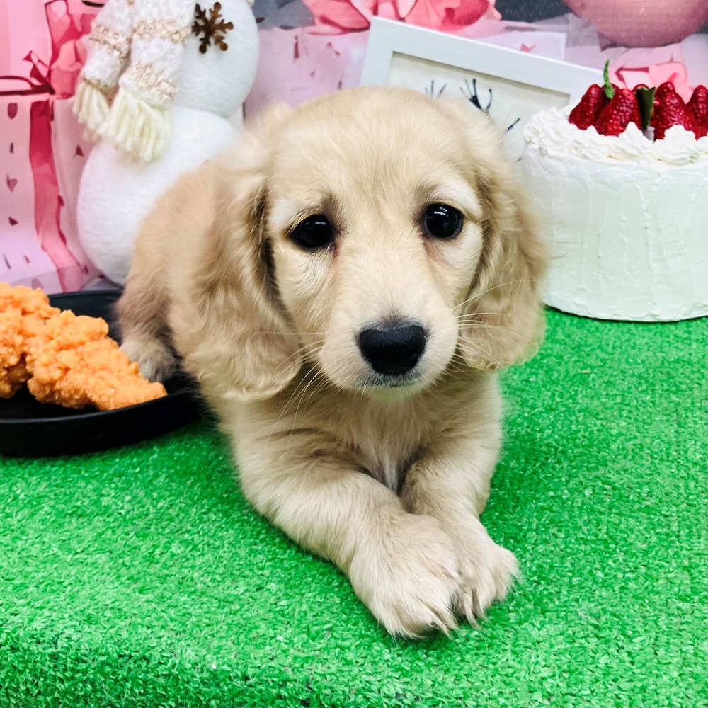 愛知県のミニチュアダックスフンド(ロング) (犬の家＆猫の里名古屋天白店/2025年10月25日生まれ/女の子/イエロー)の子犬の4枚目の画像