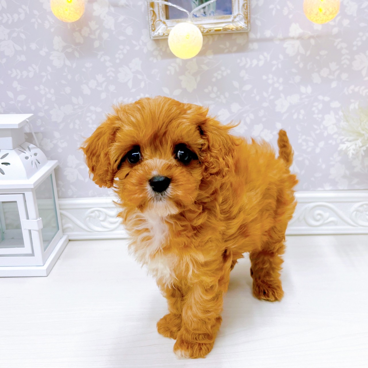 富山県のキャバプー(キャバリア×プードル) (犬の家＆猫の里アミーゴ山室店/2025年10月26日生まれ/男の子/ルビーホワイト)の子犬の4枚目の画像