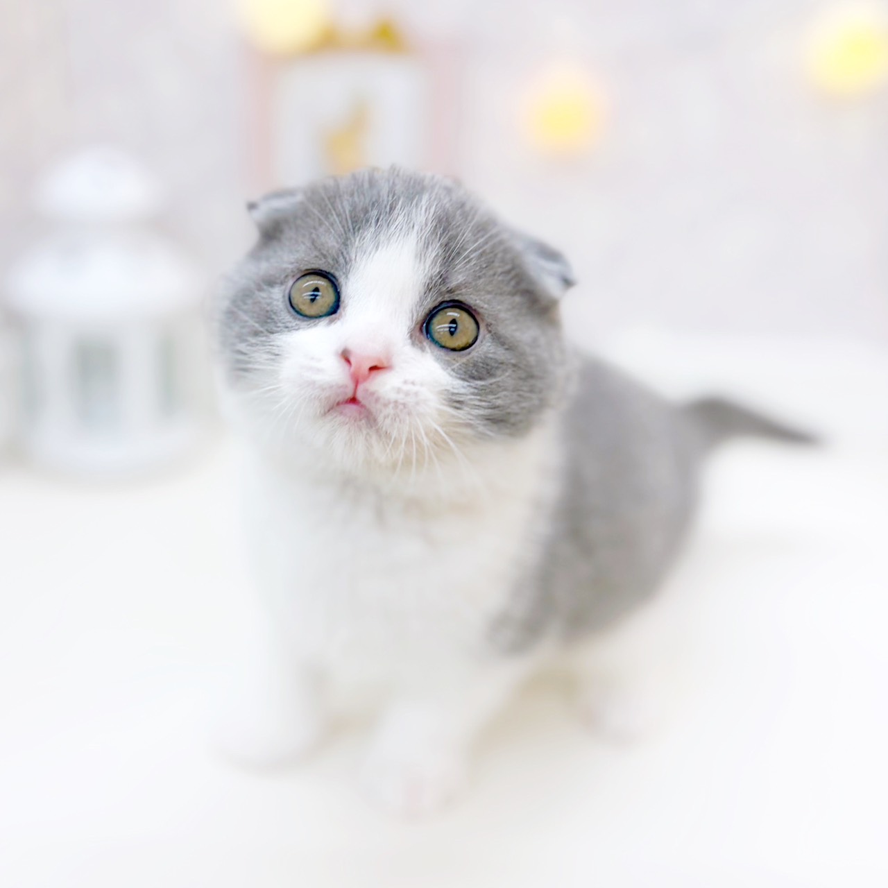 富山県のスコティッシュフォールド (犬の家＆猫の里富山店/2025年10月26日生まれ/男の子/ブルーホワイト)の子猫の4枚目の画像