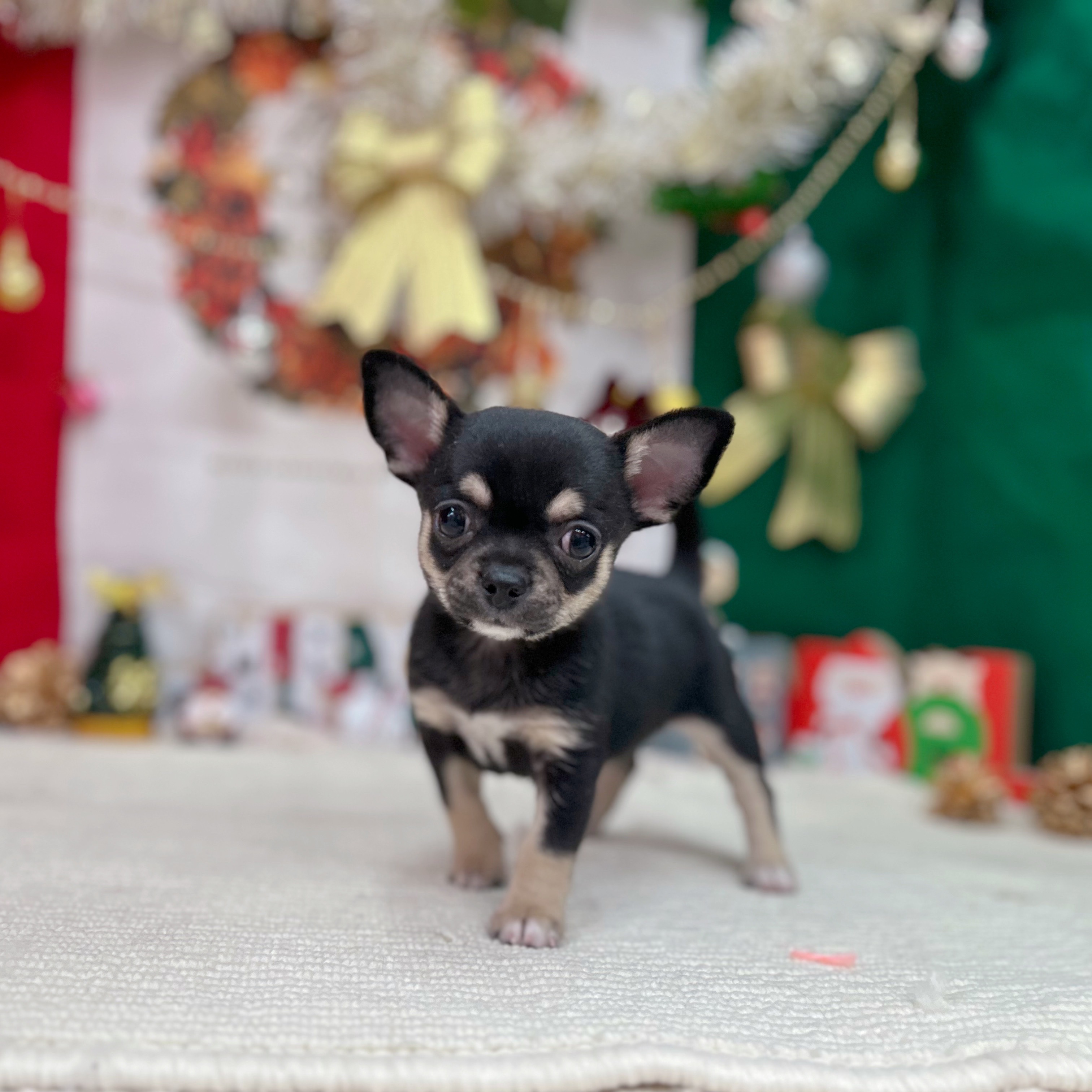 岐阜県のチワワ(スムース) (犬の家＆猫の里岐南店/2025年10月25日生まれ/男の子/ブラッククリームホワイト)の子犬の4枚目の画像