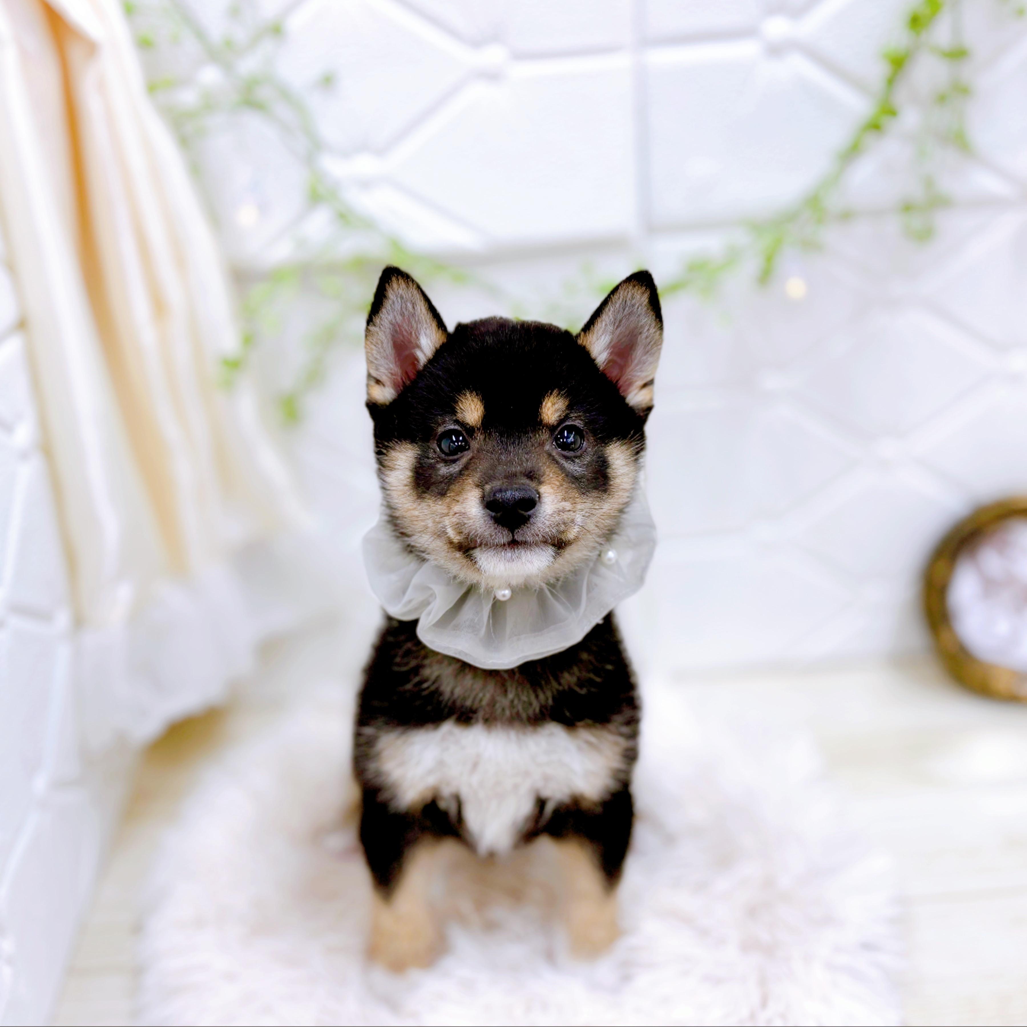 福井県の豆柴 (犬の家＆猫の里アミーゴ福井店/2025年10月24日生まれ/男の子/黒)の子犬の4枚目の画像