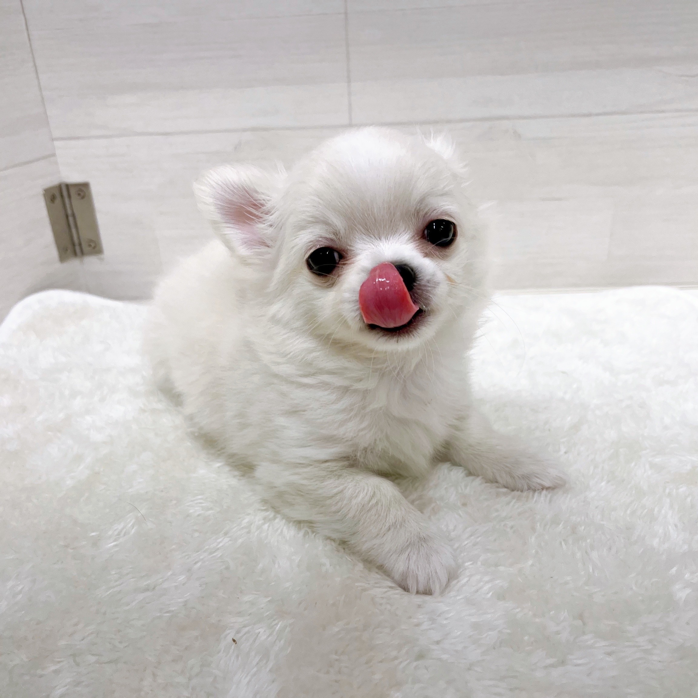 石川県のチワワ(ロング) (犬の家＆猫の里アミーゴ金沢おこばた店/2025年10月20日生まれ/男の子/クリームホワイト)の子犬の4枚目の画像