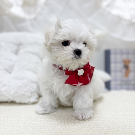 岐阜県のマルチーズ (犬の家＆猫の里カラフルタウン岐阜店/2025年10月19日生まれ/女の子/ホワイト)の子犬の4枚目の画像