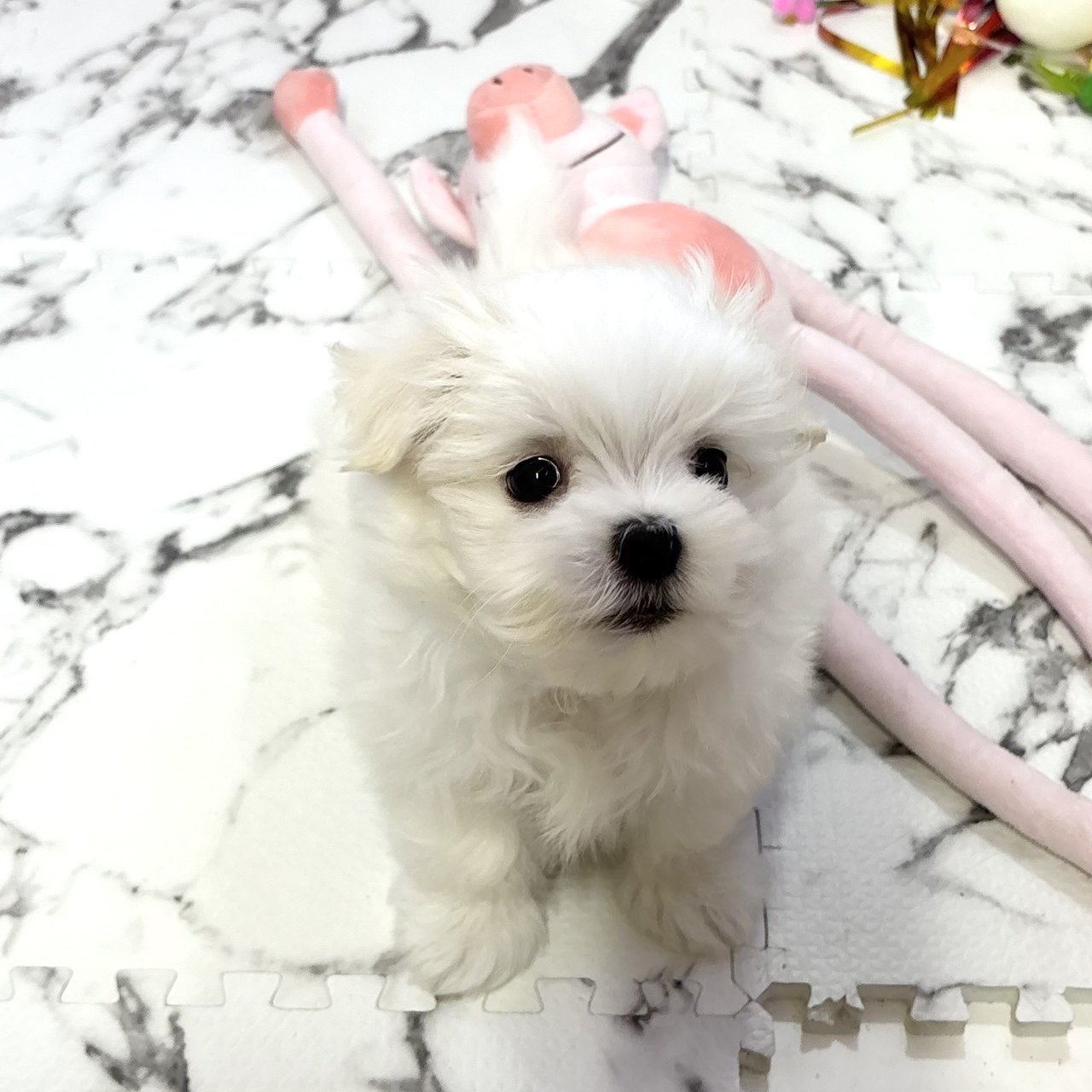 愛知県のマルチーズ (犬の家＆猫の里岡崎店/2025年10月19日生まれ/男の子/ホワイト)の子犬の4枚目の画像