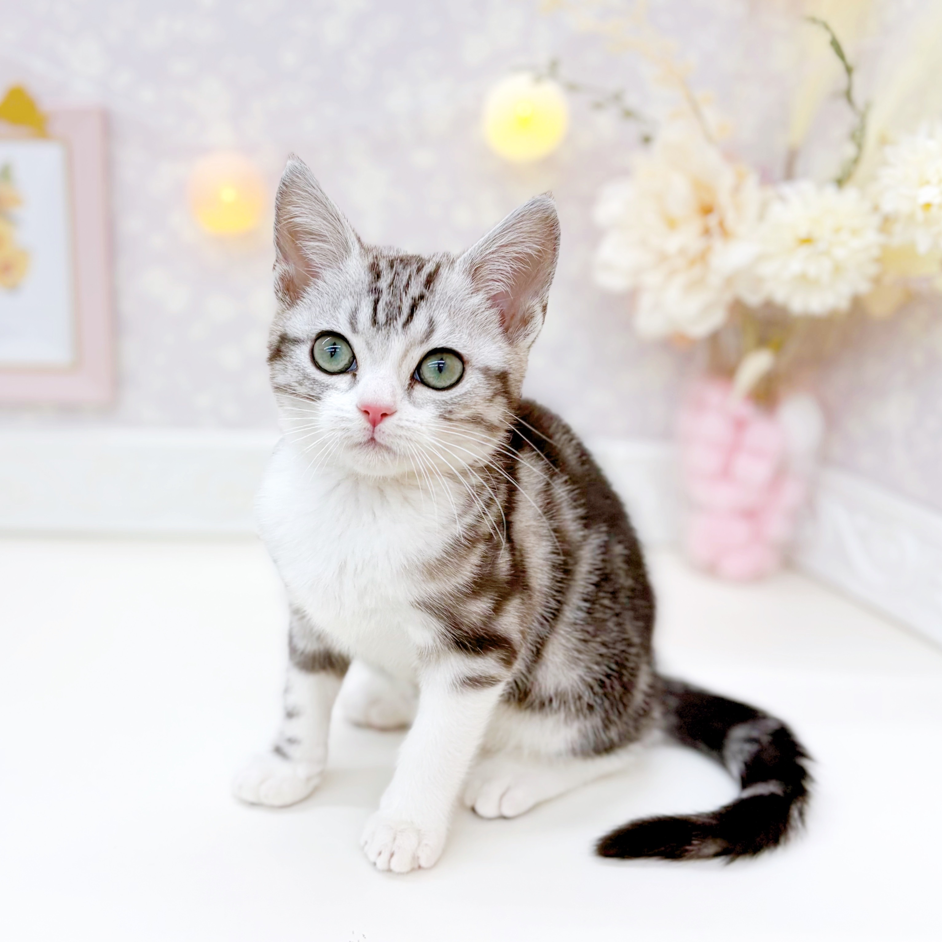 富山県のアメリカンショートヘアー (犬の家＆猫の里富山店/2025年10月18日生まれ/男の子/シルバータビーホワイト)の子猫の4枚目の画像