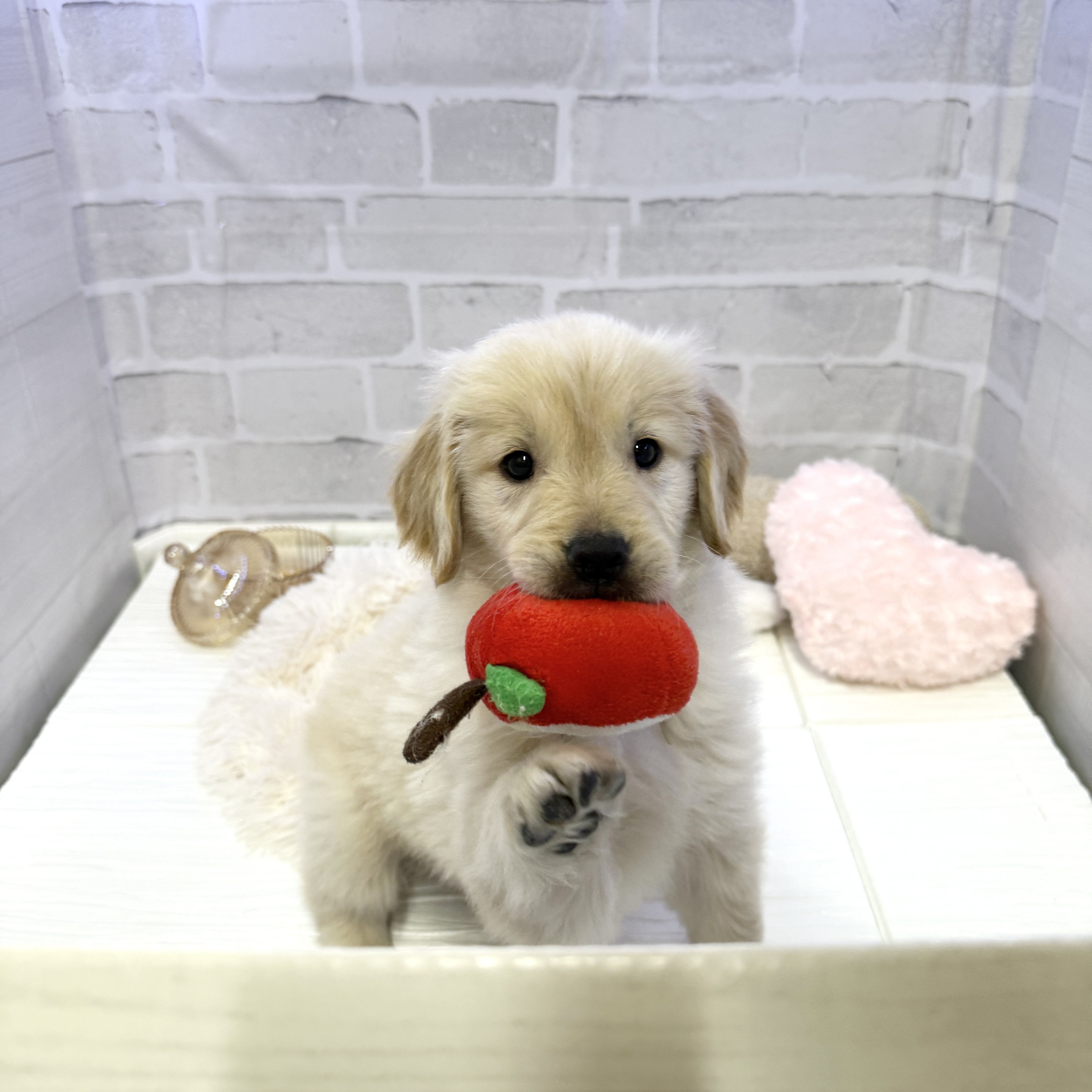 愛知県のゴールデンレトリバー (犬の家＆猫の里岡崎店/2025年10月27日生まれ/女の子/ゴールデン)の子犬の1枚目の画像