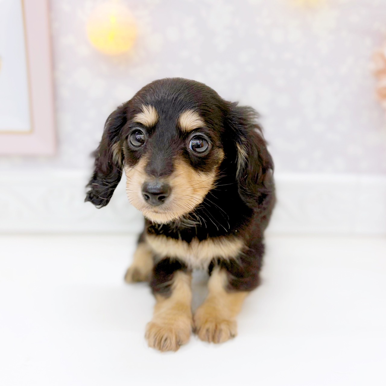 富山県のカニンヘンダックスフンド(ロング) (犬の家＆猫の里富山店/2025年10月17日生まれ/女の子/ブラックイエロー)の子犬の4枚目の画像