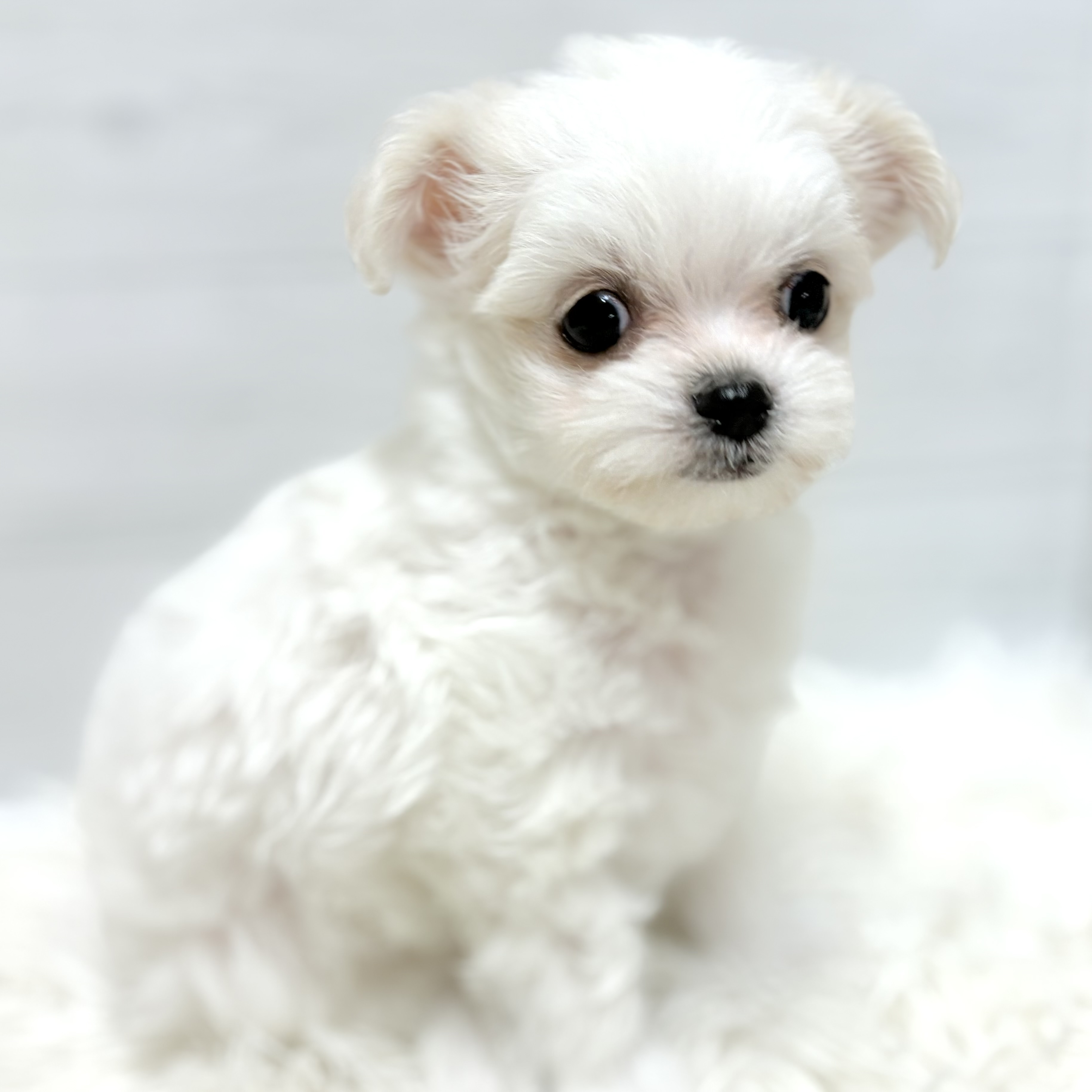 愛知県のチワマル/マルチワ(チワワ×マルチーズ) (犬の家＆猫の里豊田店/2025年10月26日生まれ/男の子/ホワイトクリーム)の子犬の1枚目の画像