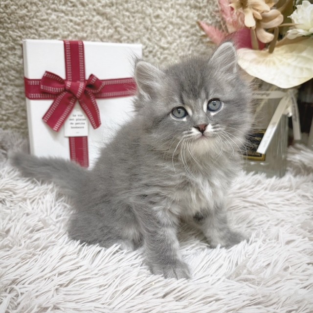 静岡県のサイベリアン (犬の家＆猫の里藤枝店/2025年10月27日生まれ/男の子/ブルータビー)の子猫の4枚目の画像