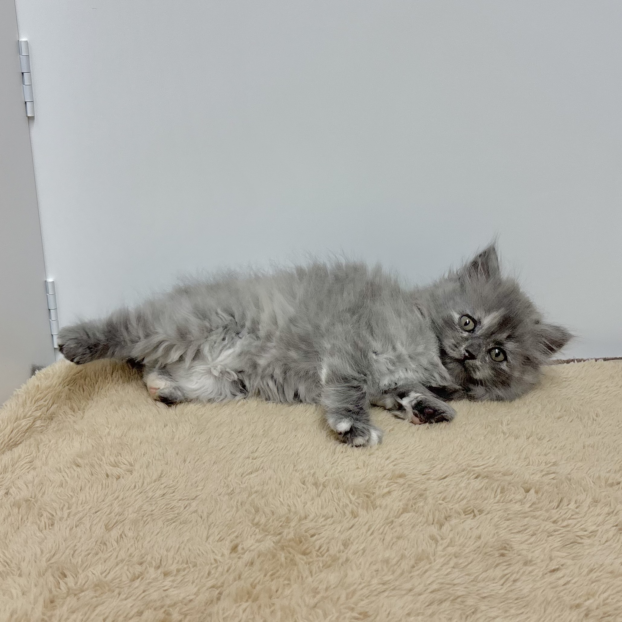 神奈川県のサイベリアン (犬の家＆猫の里相模原店/2025年10月27日生まれ/女の子/ブルークリーム)の子猫の4枚目の画像