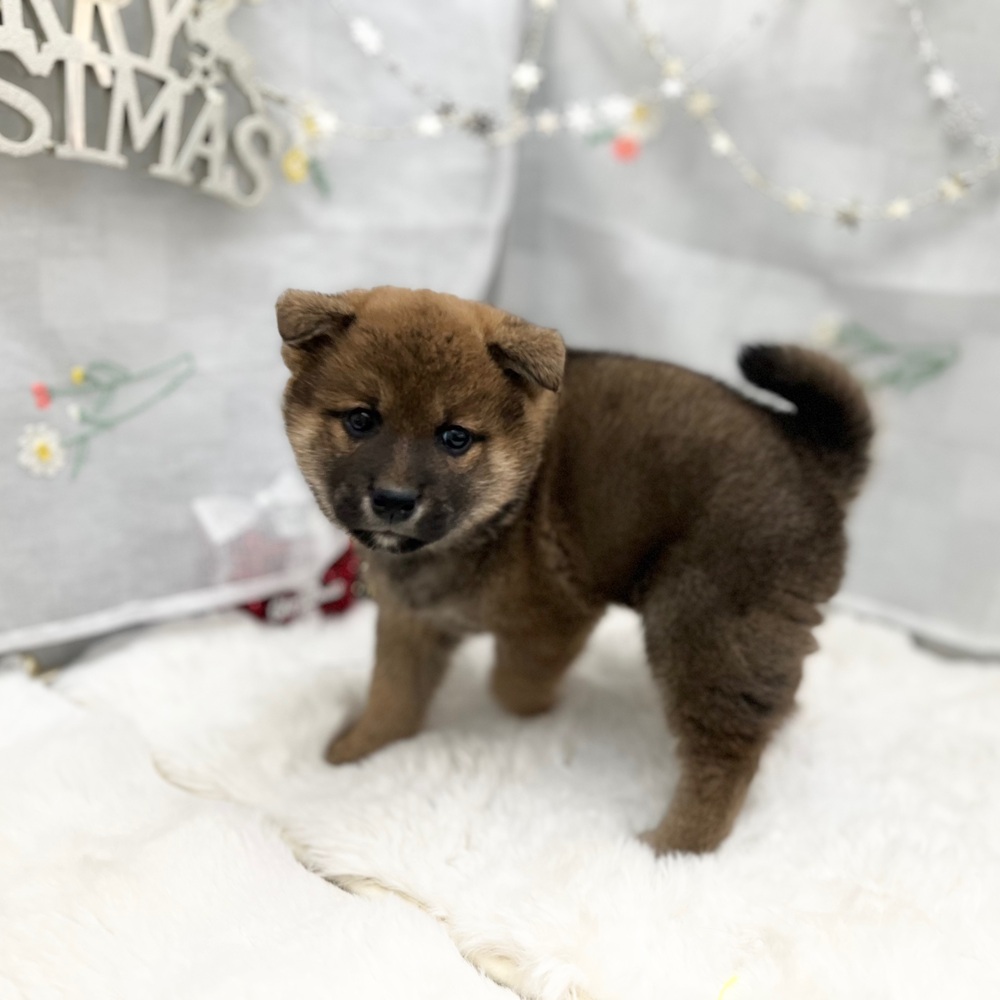 静岡県の柴犬(標準サイズ) (犬の家＆猫の里MEGAドン・キホーテ袋井店/2025年10月27日生まれ/男の子/赤)の子犬の1枚目の画像