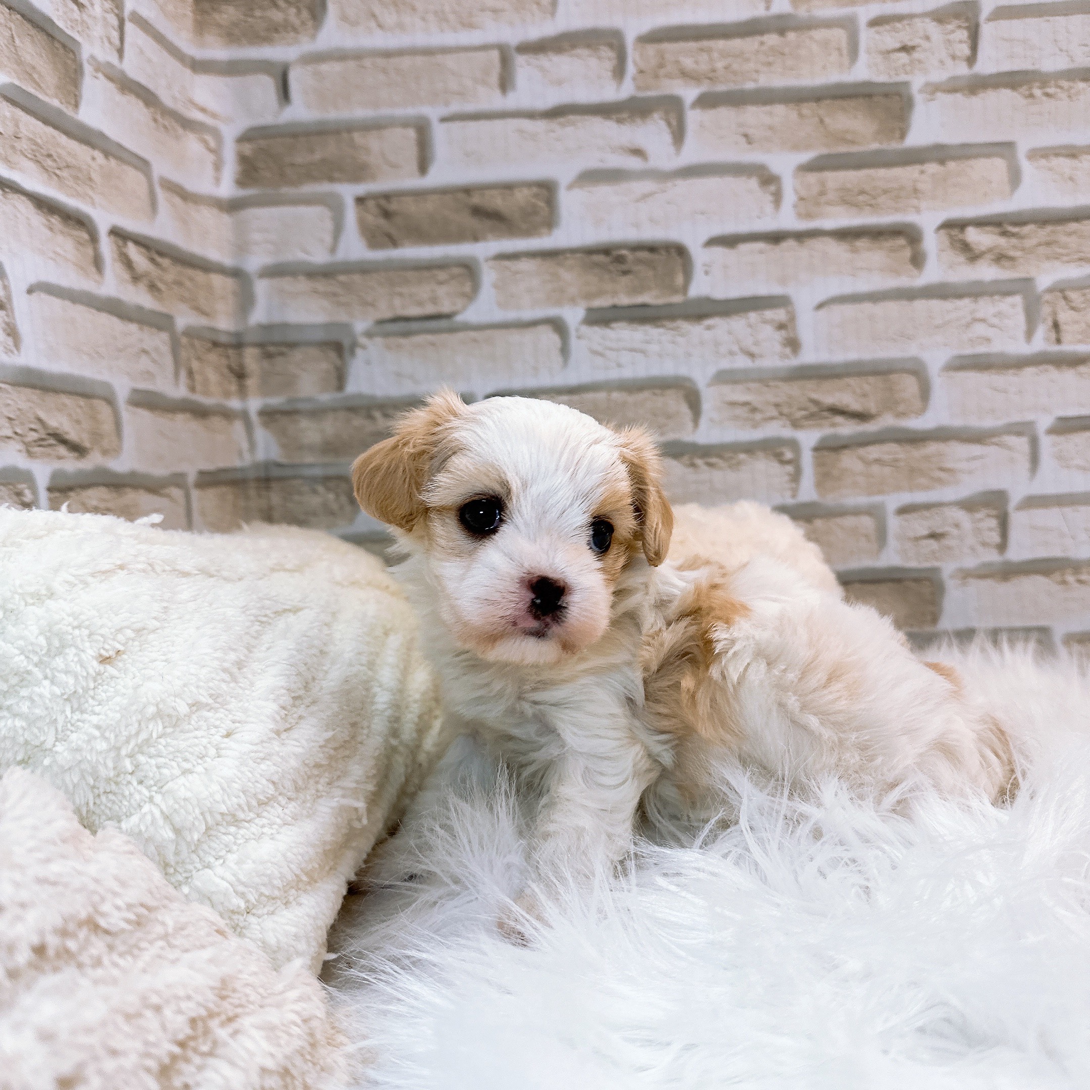 神奈川県のマルキャバ/キャバチーズ(マルチーズ×キャバリア) (犬の家＆猫の里モザイクモール港北店/2025年10月25日生まれ/女の子/ホワイトフォーン)の子犬の4枚目の画像