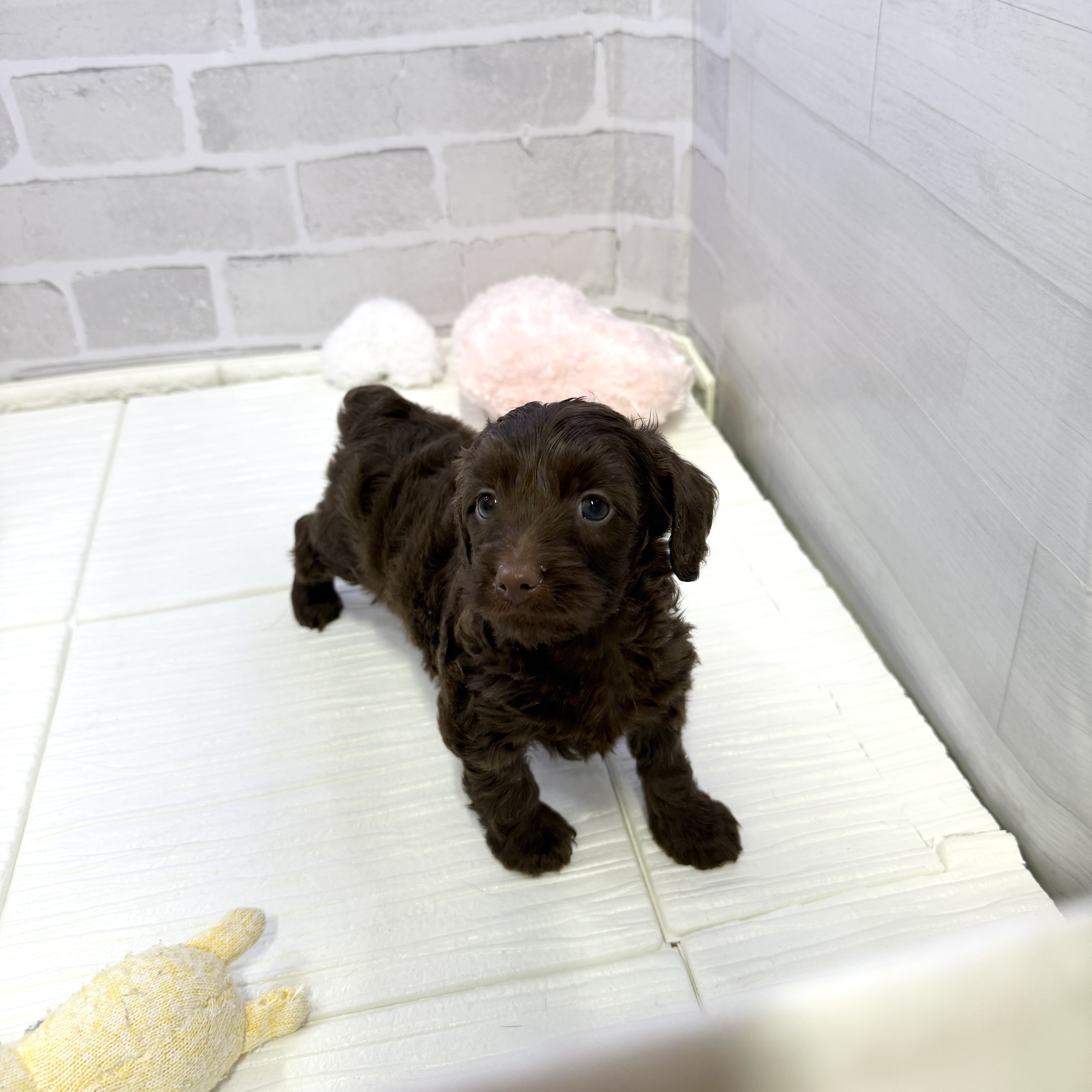 愛知県のダップー(ダックス×プードル) (犬の家＆猫の里岡崎店/2025年10月28日生まれ/女の子/ブラウン)の子犬の4枚目の画像