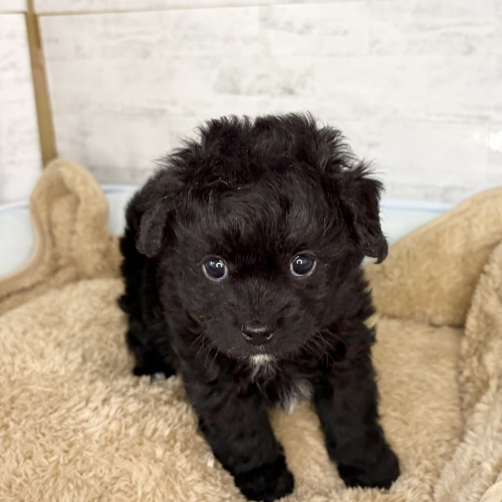 長野県のチワプー/プーチー(チワワ×プードル) (犬の家＆猫の里塩尻店/2025年10月24日生まれ/男の子/ブラックホワイト)の子犬の4枚目の画像