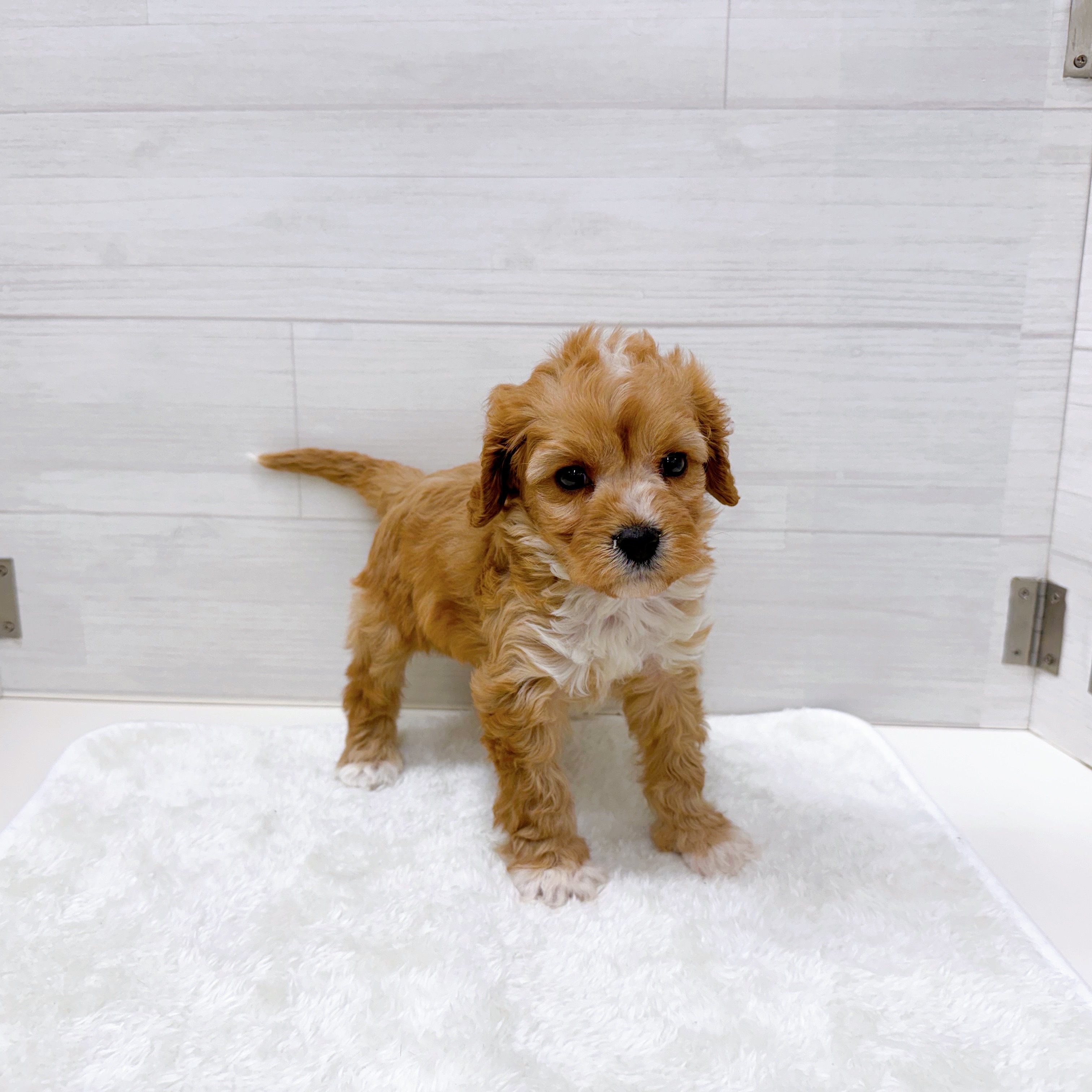 石川県のキャバプー(キャバリア×プードル) (犬の家＆猫の里アミーゴ金沢おこばた店/2025年10月27日生まれ/男の子/レッドホワイト)の子犬の4枚目の画像