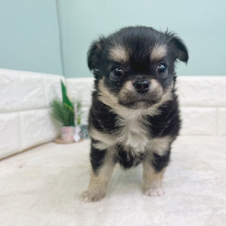 静岡県のチワワ(ロング) (犬の家＆猫の里マークイズ静岡店/2025年10月27日生まれ/女の子/ブラックタンホワイト)の子犬の4枚目の画像