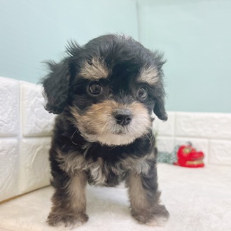 静岡県のチワプー/プーチー(チワワ×プードル) (犬の家＆猫の里マークイズ静岡店/2025年10月24日生まれ/女の子/ブラックタンホワイト)の子犬の4枚目の画像