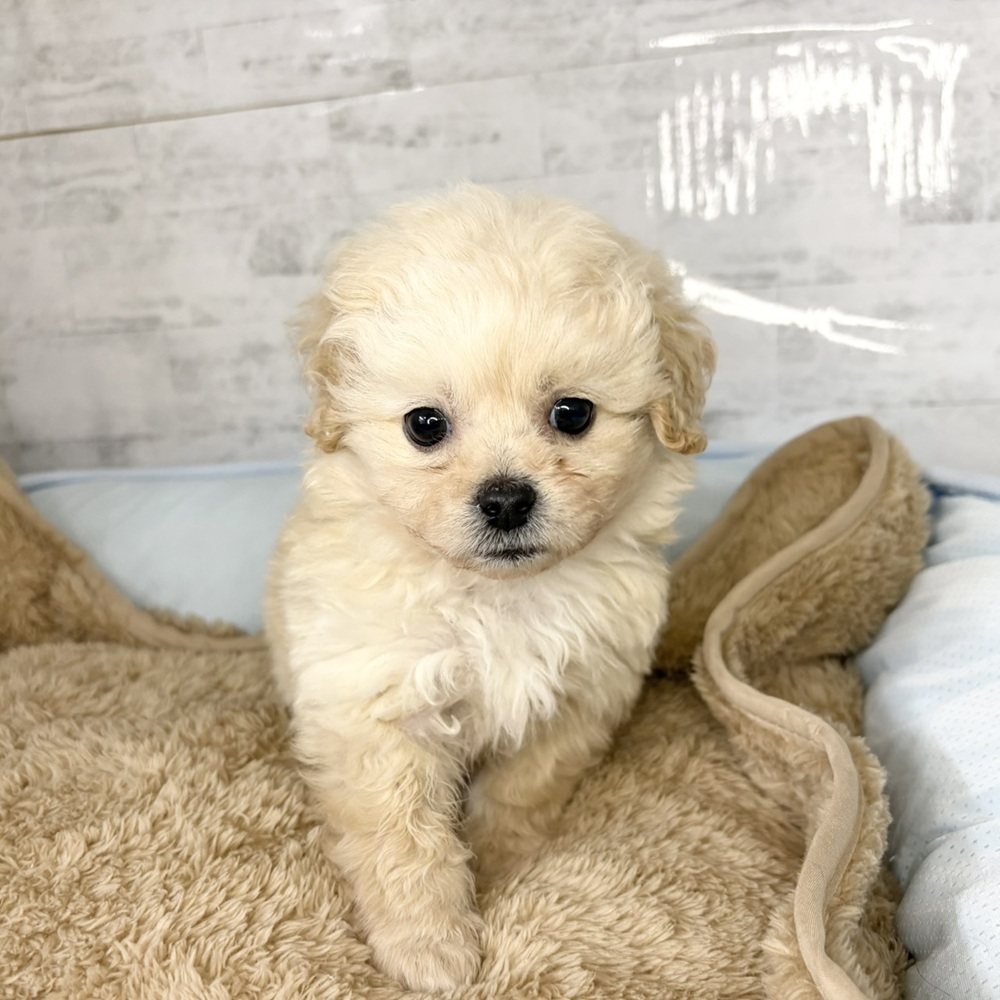 長野県のペキプー(ペキニーズ×プードル) (犬の家＆猫の里塩尻店/2025年10月28日生まれ/男の子/クリーム)の子犬の4枚目の画像