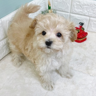 静岡県のマルプー(マルチーズ×プードル) (犬の家＆猫の里マークイズ静岡店/2025年10月25日生まれ/男の子/アプリコット)の子犬の1枚目の画像