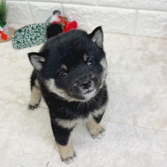 静岡県の豆柴 (犬の家＆猫の里マークイズ静岡店/2025年10月27日生まれ/男の子/黒)の子犬の4枚目の画像