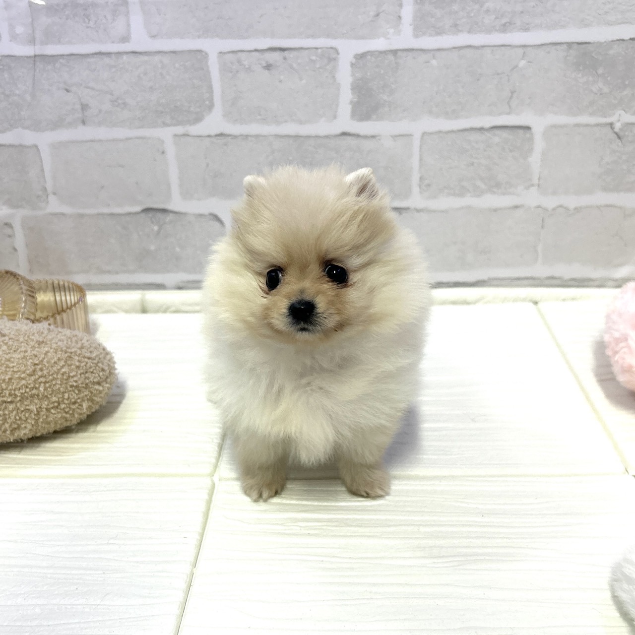 愛知県のポメラニアン (犬の家＆猫の里岡崎店/2025年10月27日生まれ/女の子/クリーム)の子犬の4枚目の画像