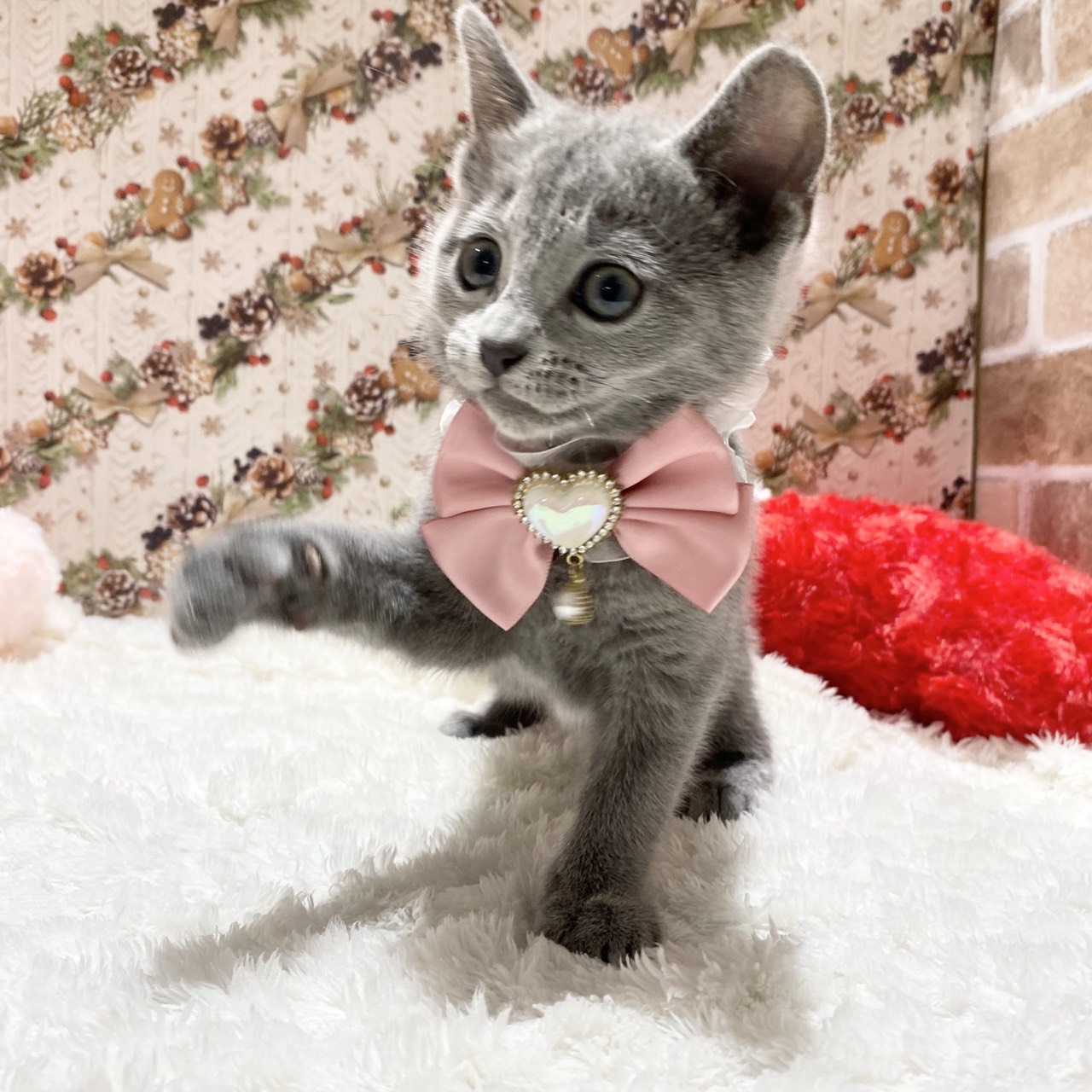 長野県のロシアンブルー (犬の家＆猫の里カインズ梓川店/2025年10月28日生まれ/女の子/ブルー)の子猫の4枚目の画像