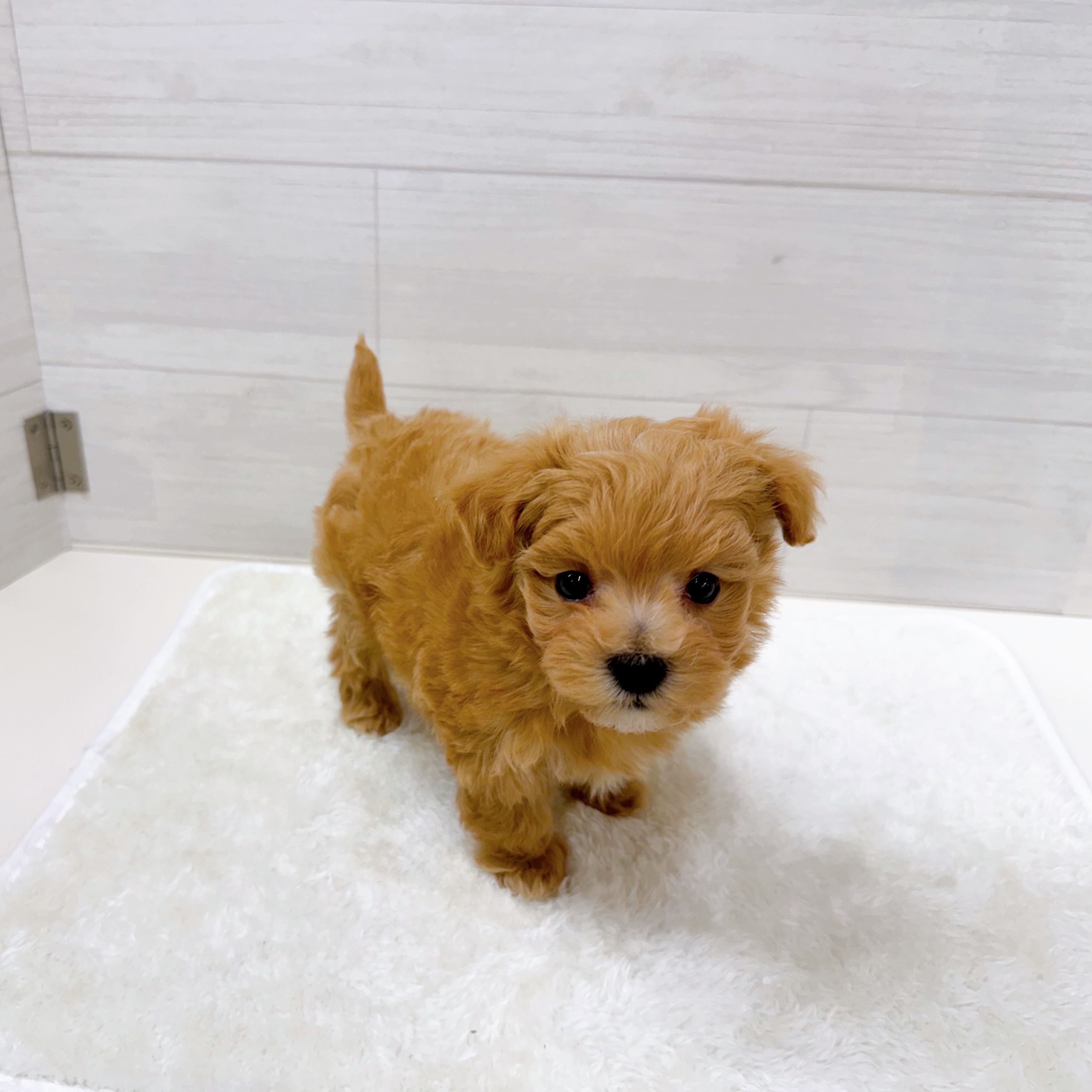 石川県のマルプー(マルチーズ×プードル) (犬の家＆猫の里アミーゴ金沢おこばた店/2025年10月28日生まれ/男の子/アプリコット)の子犬の4枚目の画像