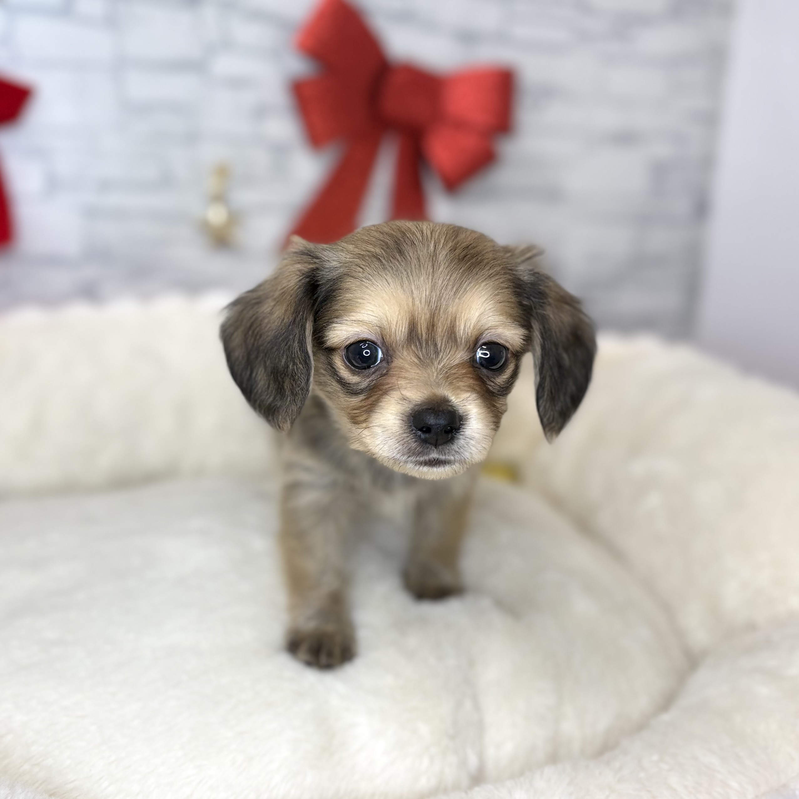 長野県のチワックス(チワワ×ダックス) (犬の家＆猫の里長野店/2025年10月28日生まれ/男の子/レッド)の子犬の4枚目の画像