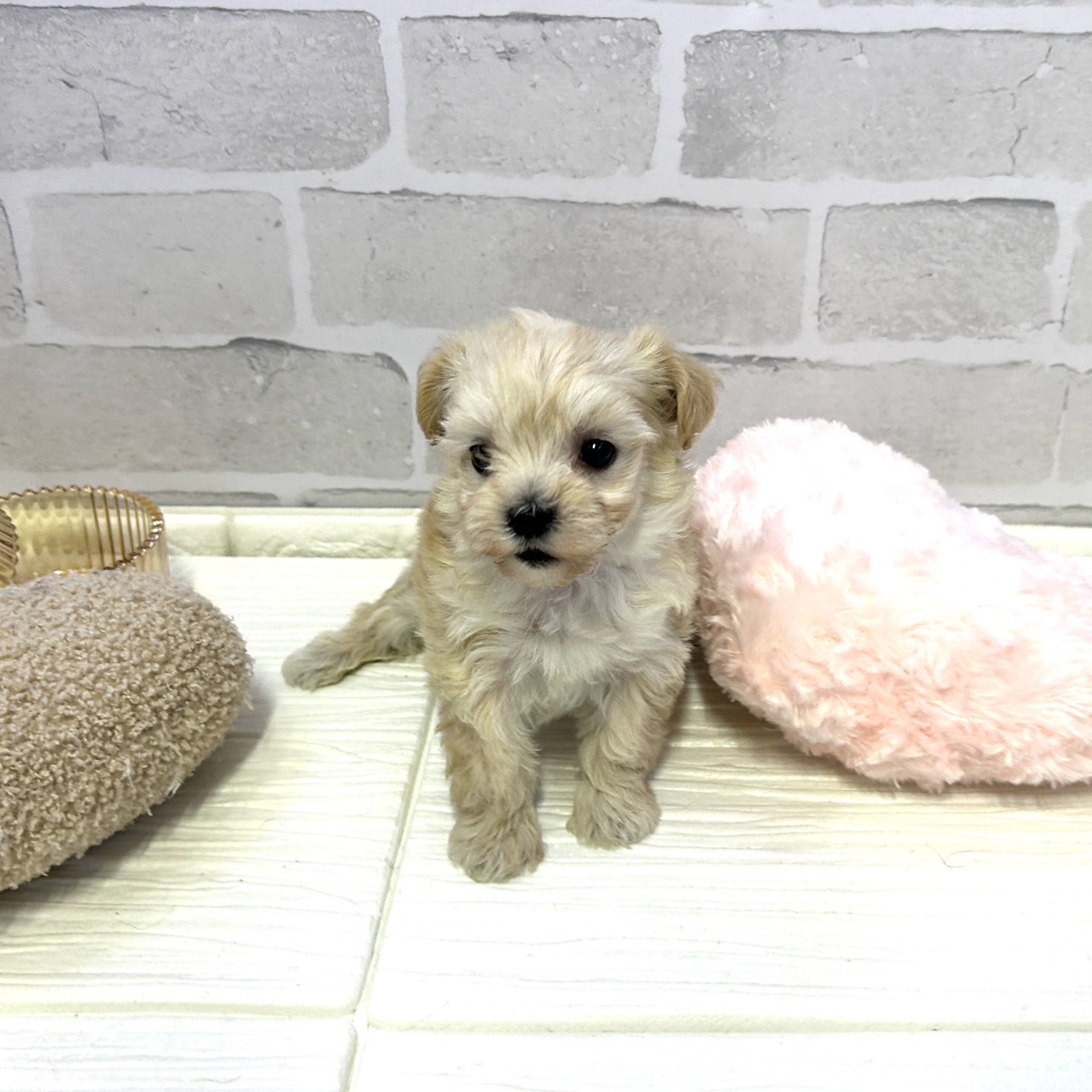 愛知県のマルプー(マルチーズ×プードル) (犬の家＆猫の里岡崎店/2025年10月27日生まれ/女の子/アプリコット)の子犬の4枚目の画像