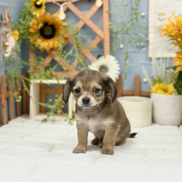 千葉県のチワックス(チワワ×ダックス) (犬の家＆猫の里ワンズモール稲毛店/2025年10月28日生まれ/女の子/レッド)の子犬の4枚目の画像