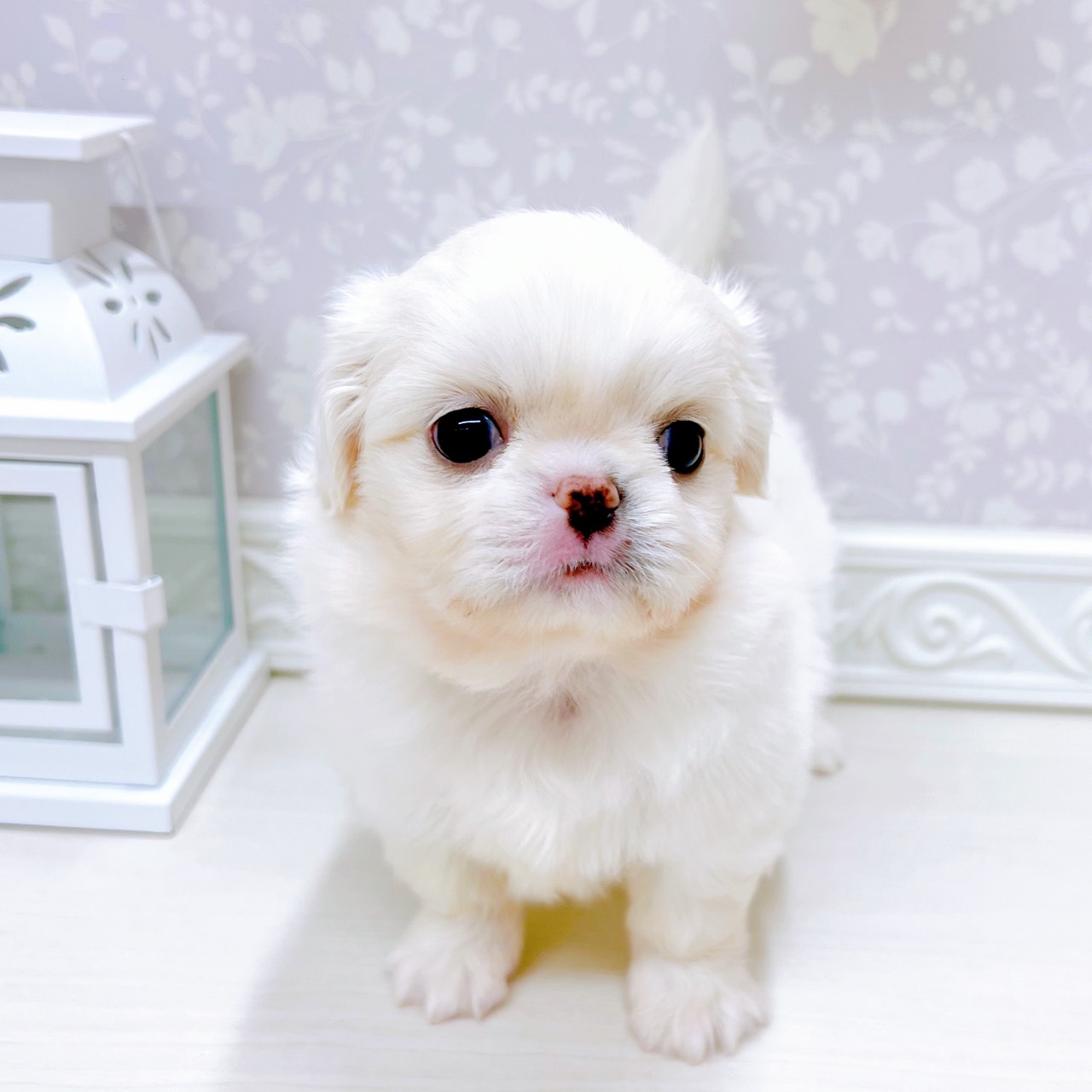 富山県のチワペキ/ペキチー/ペキチワ(チワワ×ペキニーズ) (犬の家＆猫の里アミーゴ山室店/2025年10月26日生まれ/男の子/ホワイト)の子犬の4枚目の画像