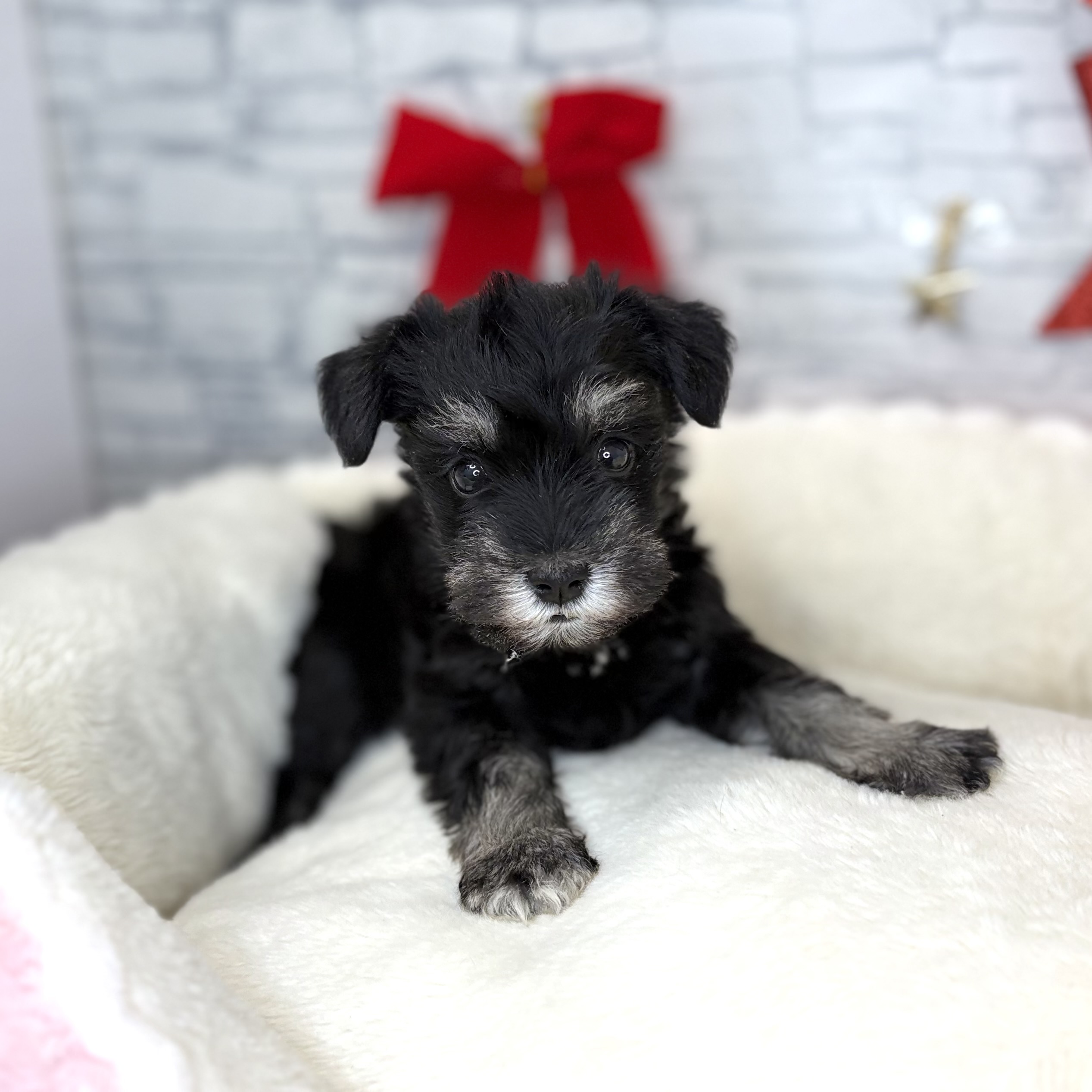 長野県のミニチュアシュナウザー (犬の家＆猫の里長野店/2025年10月27日生まれ/女の子/ブラックシルバー)の子犬の4枚目の画像