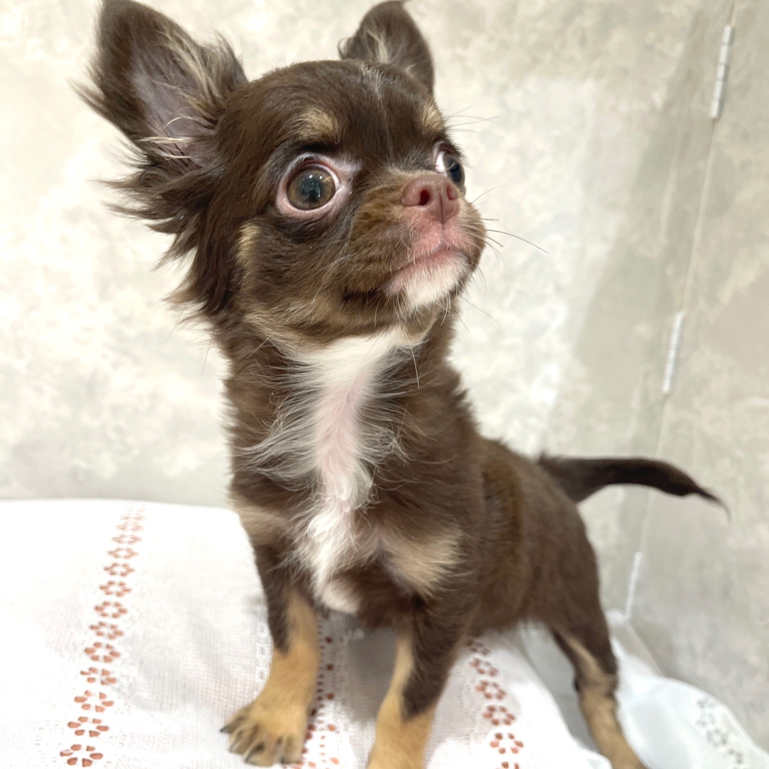 福岡県のチワワ(ロング) (犬の家＆猫の里くりえいと宗像店/2025年10月26日生まれ/女の子/チョコレートタンホワイト)の子犬の4枚目の画像