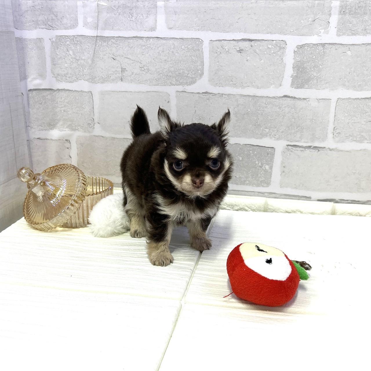 愛知県のチワワ(ロング) (犬の家＆猫の里岡崎店/2025年10月27日生まれ/男の子/チョコレートタンホワイト)の子犬の4枚目の画像