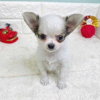 静岡県のチワワ(ロング) (犬の家＆猫の里マークイズ静岡店/2025年10月26日生まれ/男の子/パーティーカラー)の子犬の4枚目の画像