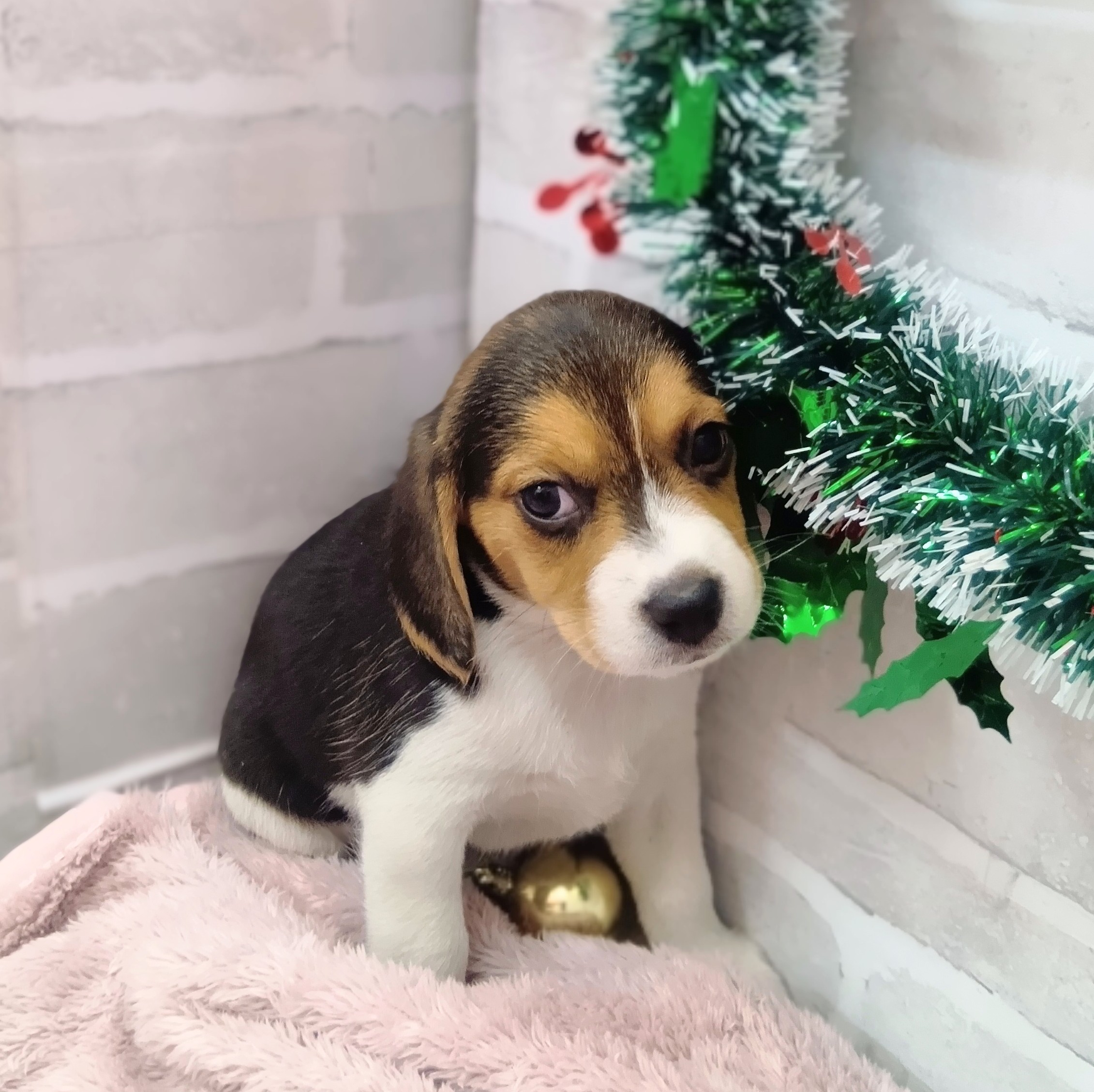 静岡県のビーグル (犬の家＆猫の里プレ葉ウォーク浜北店/2025年10月25日生まれ/女の子/ブラックタンホワイト)の子犬の4枚目の画像