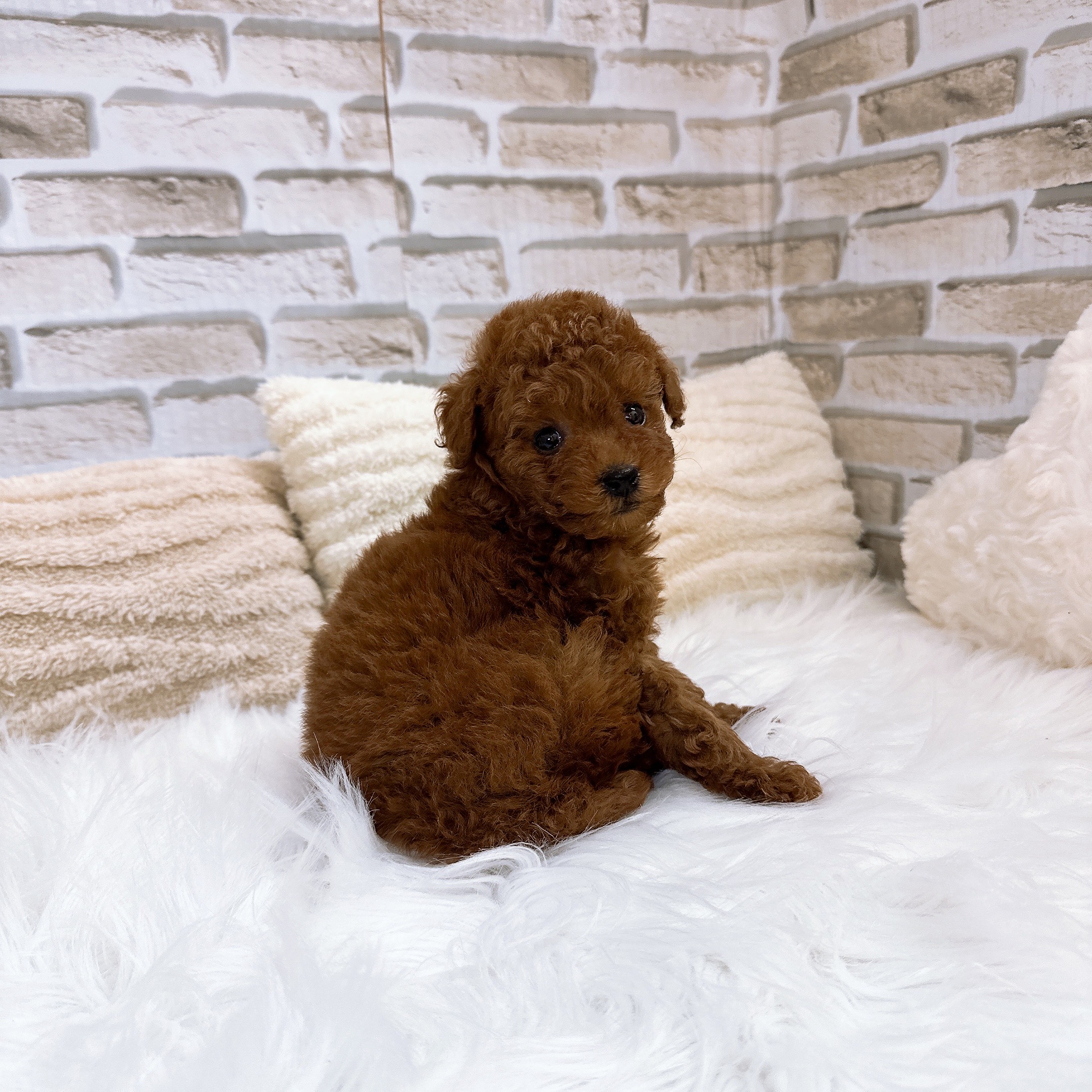 神奈川県のトイプードル(タイニー) (犬の家＆猫の里モザイクモール港北店/2025年10月26日生まれ/女の子/レッド)の子犬の4枚目の画像