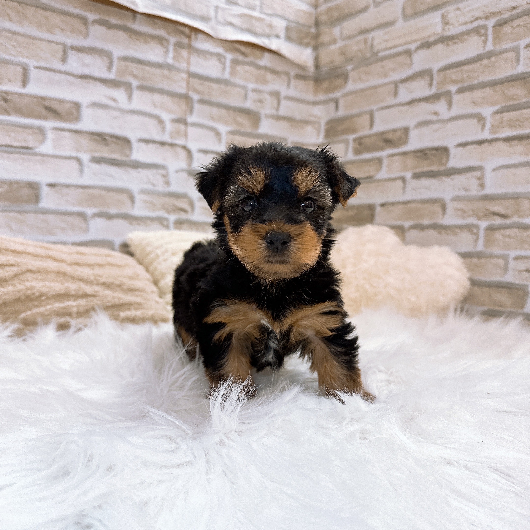 神奈川県のヨークシャーテリア (犬の家＆猫の里モザイクモール港北店/2025年10月27日生まれ/女の子/スチールブルータン)の子犬の4枚目の画像