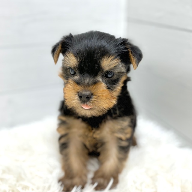 愛知県のヨークシャーテリア (犬の家＆猫の里豊田店/2025年10月25日生まれ/男の子/スチールブルータン)の子犬の4枚目の画像