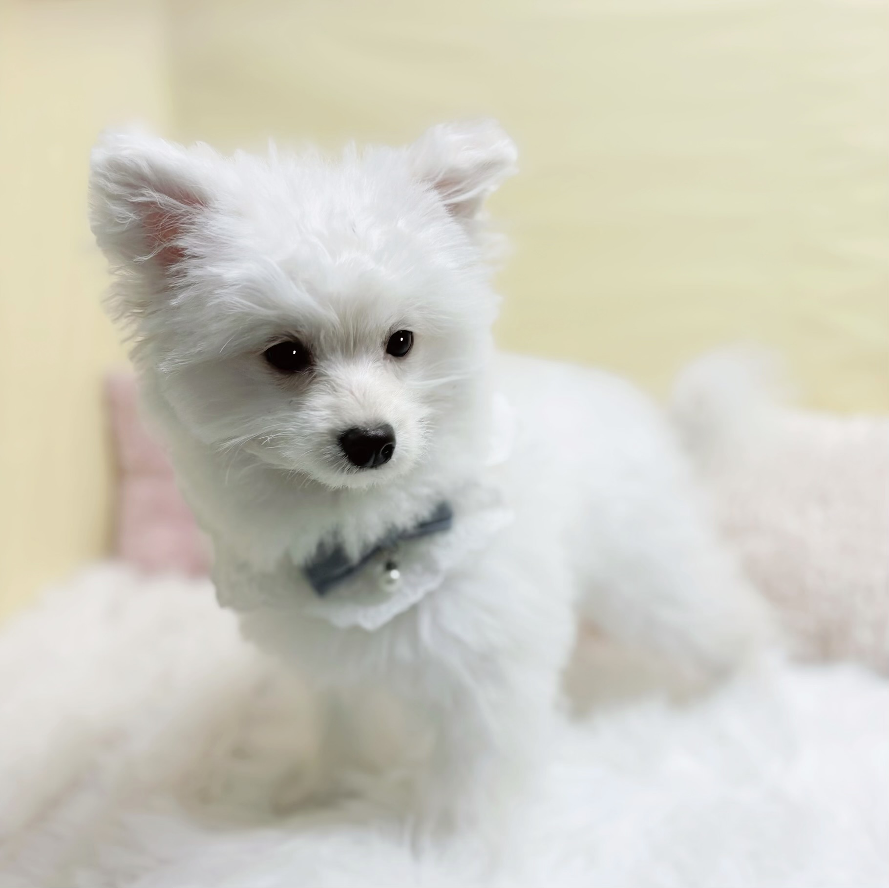 神奈川県のポメプー(ポメラニアン×プードル) (犬の家＆猫の里元住吉ブレーメン通り店/2025年10月28日生まれ/男の子/ホワイト)の子犬の4枚目の画像