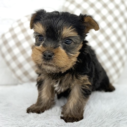 愛知県のヨークシャーテリア (犬の家＆猫の里豊川インター店/2025年10月25日生まれ/男の子/スチールブルータン)の子犬の4枚目の画像