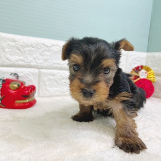 静岡県のヨークシャーテリア (犬の家＆猫の里マークイズ静岡店/2025年10月25日生まれ/男の子/スチールブルータン)の子犬の4枚目の画像