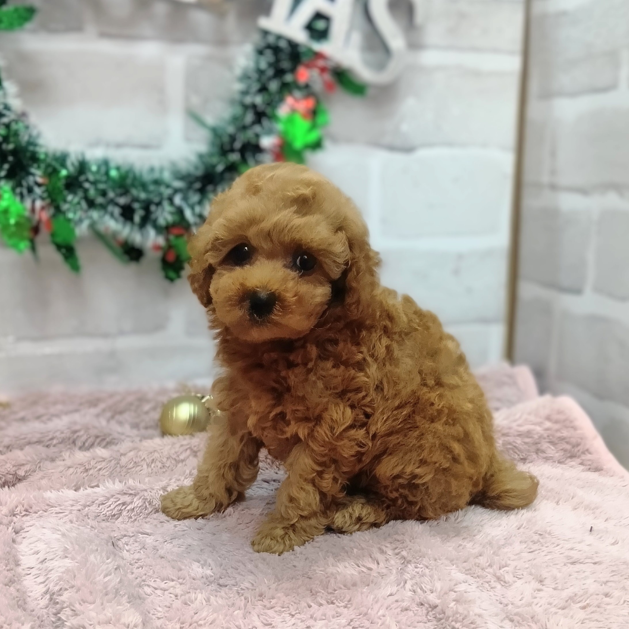 静岡県のトイプードル(トイ) (犬の家＆猫の里プレ葉ウォーク浜北店/2025年10月26日生まれ/男の子/レッド)の子犬の1枚目の画像