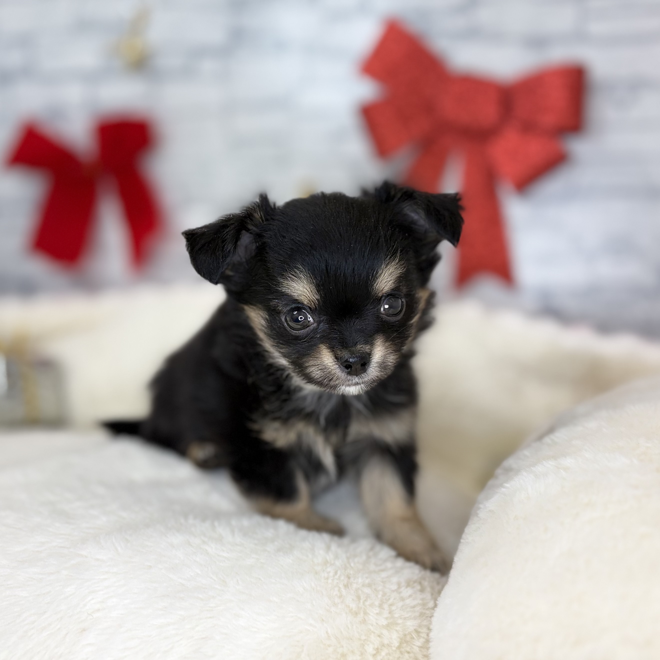 長野県のチワワ(ロング) (犬の家＆猫の里長野店/2025年10月27日生まれ/女の子/ブラックタン)の子犬の4枚目の画像