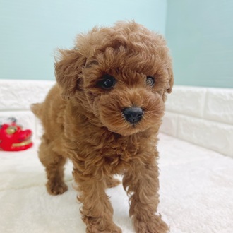 静岡県のトイプードル(トイ) (犬の家＆猫の里マークイズ静岡店/2025年10月28日生まれ/男の子/レッド)の子犬の4枚目の画像